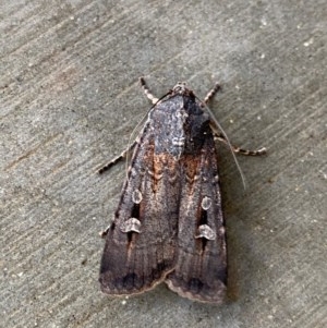 Agrotis infusa at Pialligo, ACT - 22 Dec 2020