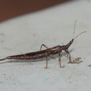 Idolothrips spectrum at Acton, ACT - 20 Dec 2020