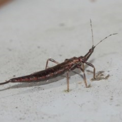 Idolothrips spectrum at Acton, ACT - 20 Dec 2020