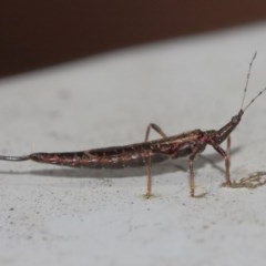 Idolothrips spectrum at Acton, ACT - 20 Dec 2020