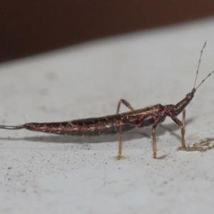 Idolothrips spectrum at Acton, ACT - 20 Dec 2020