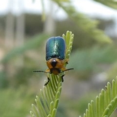 Aporocera (Aporocera) consors (A leaf beetle) at Tuggeranong Hill - 29 Mar 2020 by Owen