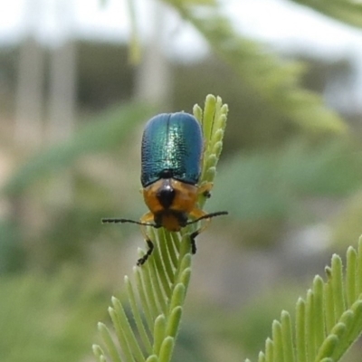Aporocera (Aporocera) consors (A leaf beetle) at Tuggeranong Hill - 29 Mar 2020 by Owen