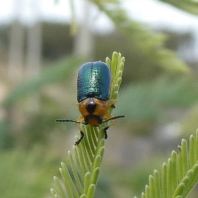 Aporocera (Aporocera) consors (A leaf beetle) at Theodore, ACT - 29 Mar 2020 by owenh