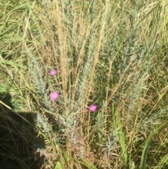 Epilobium sp. (A Willow Herb) at Emu Creek - 9 Dec 2020 by jgiacon