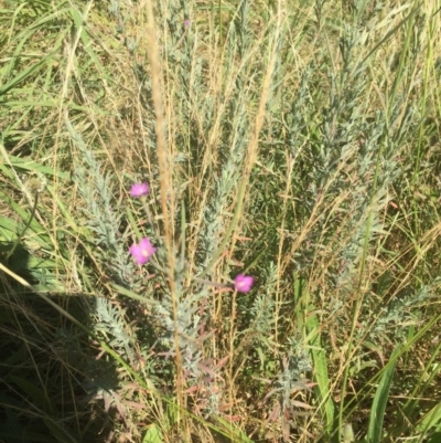 Epilobium sp. (A Willow Herb) at Belconnen, ACT - 9 Dec 2020 by jgiacon