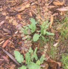 Salvia verbenaca var. verbenaca (Wild Sage) at Belconnen, ACT - 21 Dec 2020 by jgiacon