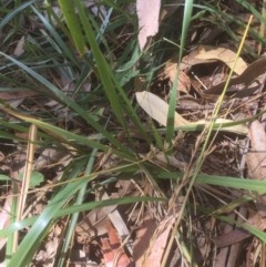 Festuca arundinacea (Tall Fescue) at Belconnen, ACT - 22 Dec 2020 by jgiacon