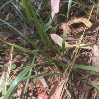 Festuca arundinacea (Tall Fescue) at Belconnen, ACT - 22 Dec 2020 by jgiacon