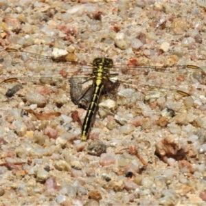 Austrogomphus guerini at Paddys River, ACT - 22 Dec 2020