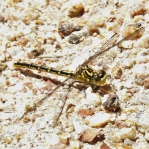 Austrogomphus guerini at Paddys River, ACT - 22 Dec 2020