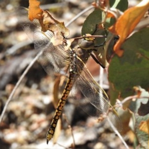 Anax papuensis at Paddys River, ACT - 22 Dec 2020 11:57 AM