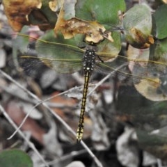 Anax papuensis at Paddys River, ACT - 22 Dec 2020 11:57 AM