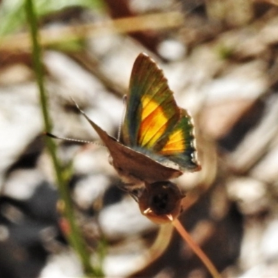 Paralucia aurifera (Bright Copper) at Paddys River, ACT - 22 Dec 2020 by JohnBundock