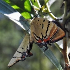 Jalmenus evagoras (Imperial Hairstreak) at Paddys River, ACT - 21 Dec 2020 by JohnBundock