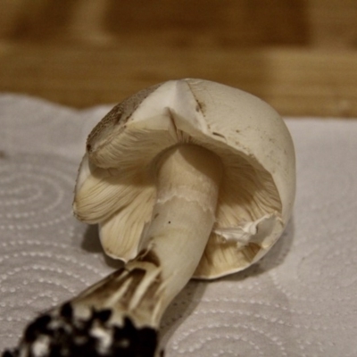 Leucoagaricus sp. at Murrumbateman, NSW - 22 Dec 2020 by davobj