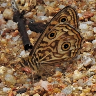 Geitoneura acantha (Ringed Xenica) at Paddys River, ACT - 21 Dec 2020 by JohnBundock