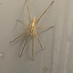 Thasyraea lepida (Prowling spider) at Majura, ACT - 22 Dec 2020 by FeralGhostbat