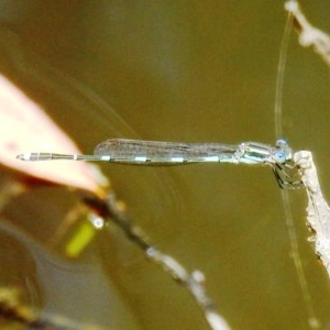 Austrolestes leda at Kambah, ACT - 22 Dec 2020