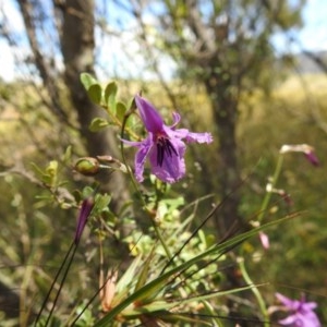 Arthropodium fimbriatum at Kambah, ACT - suppressed