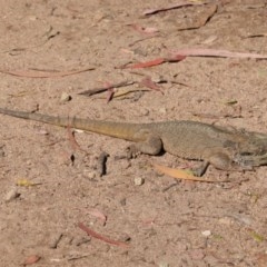 Pogona barbata (Eastern Bearded Dragon) at Federal Golf Course - 22 Dec 2020 by JackyF