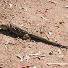 Pogona barbata at Hughes, ACT - 22 Dec 2020