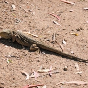 Pogona barbata at Hughes, ACT - suppressed