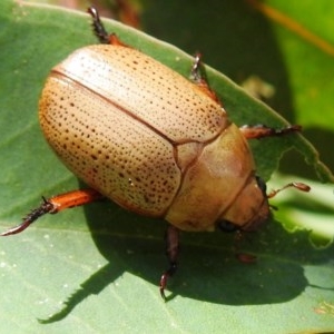 Anoplognathus pallidicollis at Tuggeranong, ACT - 22 Dec 2020