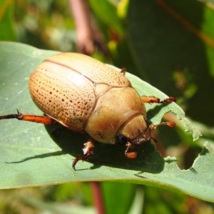 Anoplognathus pallidicollis at Tuggeranong, ACT - 22 Dec 2020