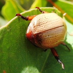 Anoplognathus pallidicollis at Tuggeranong, ACT - 22 Dec 2020