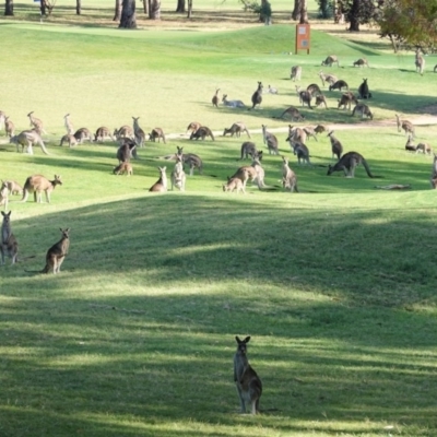 Macropus giganteus (Eastern Grey Kangaroo) at Federal Golf Course - 22 Dec 2020 by JackyF