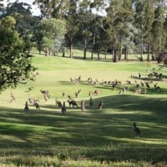 Macropus giganteus at Hughes, ACT - 22 Dec 2020