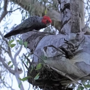 Callocephalon fimbriatum at Hughes, ACT - 22 Dec 2020