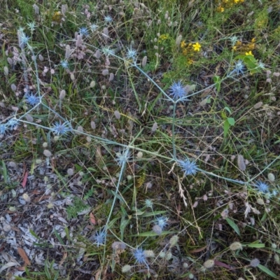 Eryngium ovinum (Blue Devil) at Hughes, ACT - 22 Dec 2020 by JackyF