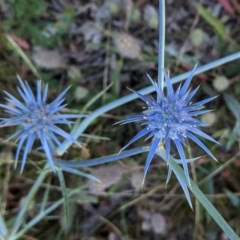 Eryngium ovinum at Hughes, ACT - 22 Dec 2020