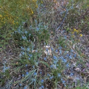 Eryngium ovinum at Hughes, ACT - 22 Dec 2020 08:12 PM