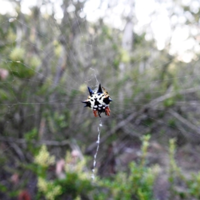 Austracantha minax (Christmas Spider, Jewel Spider) at Bullen Range - 20 Dec 2020 by HelenCross