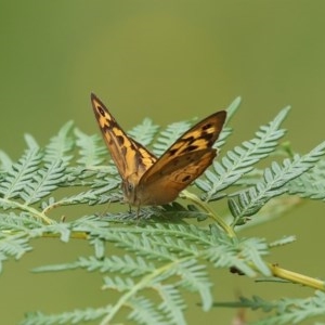 Heteronympha merope at Paddys River, ACT - 21 Dec 2020