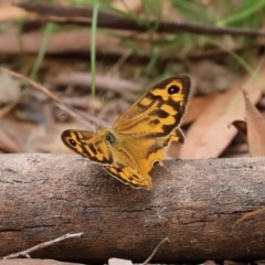 Heteronympha merope at Paddys River, ACT - 21 Dec 2020