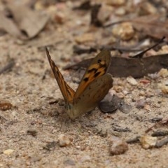 Heteronympha merope at Paddys River, ACT - 21 Dec 2020