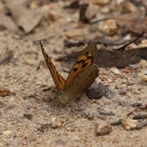 Heteronympha merope at Paddys River, ACT - 21 Dec 2020 12:33 PM