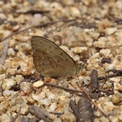 Heteronympha merope at Paddys River, ACT - 21 Dec 2020