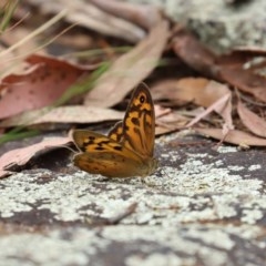 Heteronympha merope at Paddys River, ACT - 21 Dec 2020