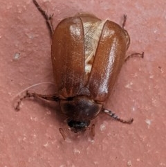 Antitrogus morbillosus at Hughes, ACT - 22 Dec 2020