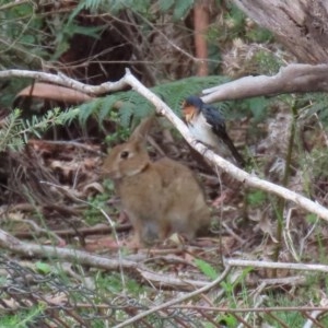 Oryctolagus cuniculus at Paddys River, ACT - 21 Dec 2020