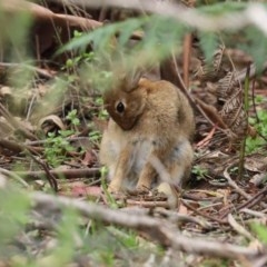 Oryctolagus cuniculus at Paddys River, ACT - 21 Dec 2020