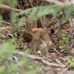 Oryctolagus cuniculus at Paddys River, ACT - 21 Dec 2020 01:40 PM