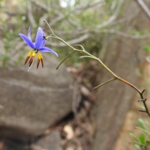 Dianella revoluta var. revoluta at Kambah, ACT - 21 Dec 2020