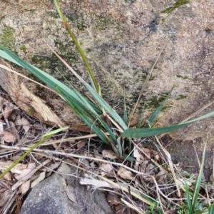 Dianella revoluta var. revoluta at Kambah, ACT - 21 Dec 2020