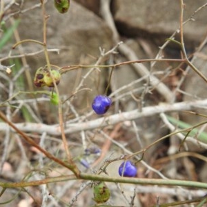 Dianella revoluta var. revoluta at Kambah, ACT - 21 Dec 2020